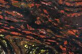 Polished Tiger Iron Stromatolite - ( Billion Years) #72913-1